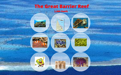 Climate Change & The Great Barrier Reef by James Hark on Prezi