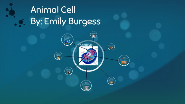 Animal Cell by Emily B. on Prezi