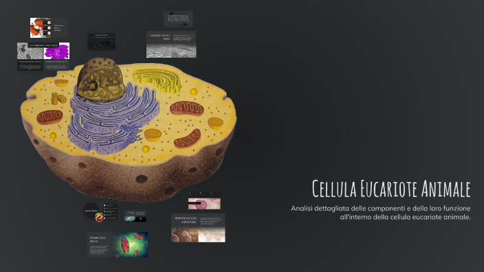 Cellula Eucariote Animale by Dora Torresan on Prezi
