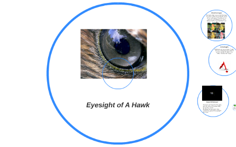 Eyesight of A Hawk by Stephanie rodriguez