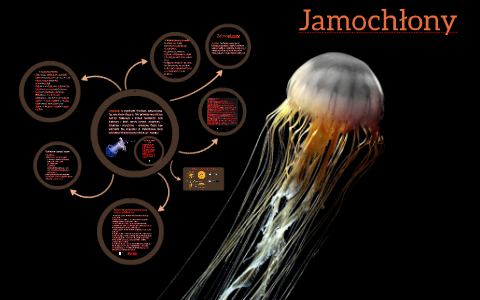 Jamochłony by Paulina Augustyn on Prezi