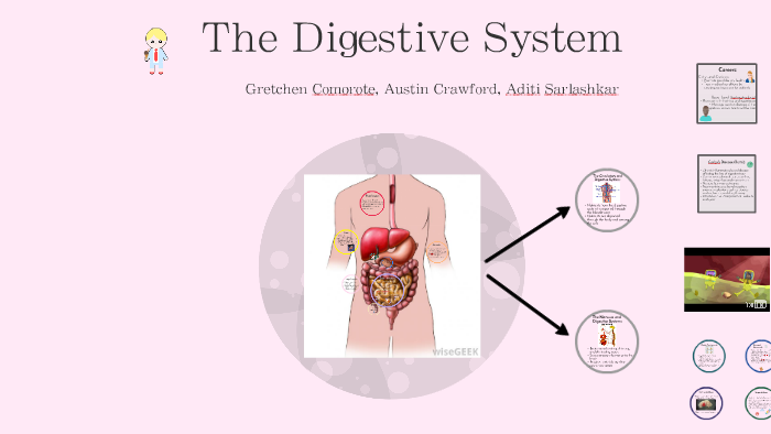 The Digestive System by Digestive System on Prezi