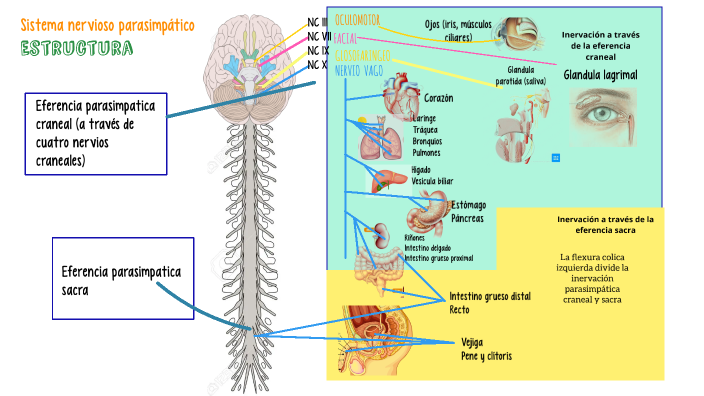 Sistema Nervioso Parasimpático By Valeria Martinez Gallardo 9008