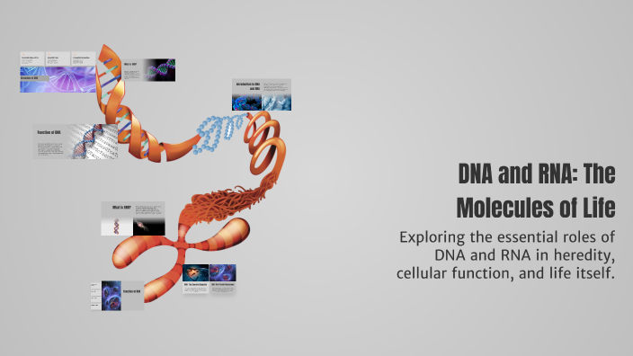 DNA and RNA: The Molecules of Life by Laith Mami on Prezi