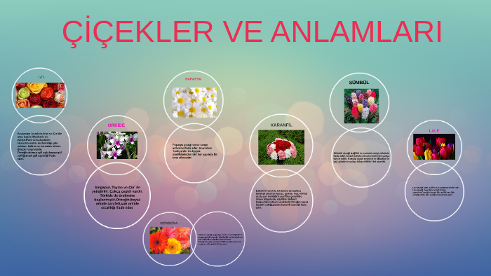 cicekler