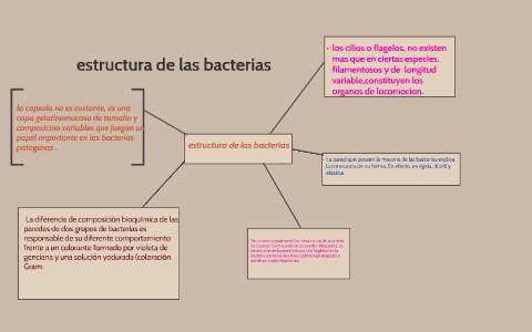 estructura de las bacterias by on Prezi