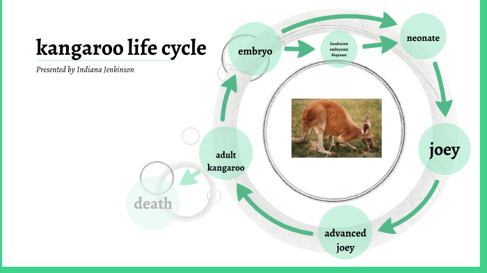 kangaroo life cycle by Bec Jenkinson on Prezi