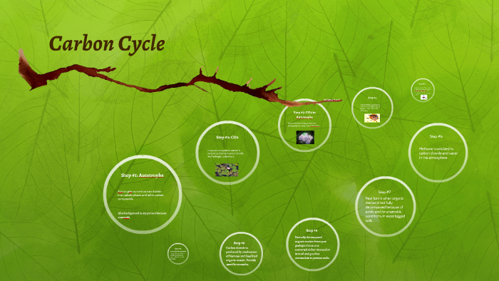 Carbon Cycle by Fatima Nayani on Prezi