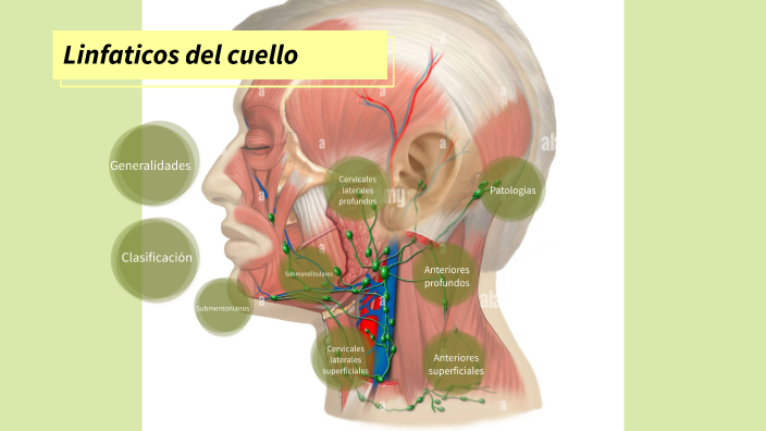 Linfaticos del cuello by Brian Tenorio on Prezi