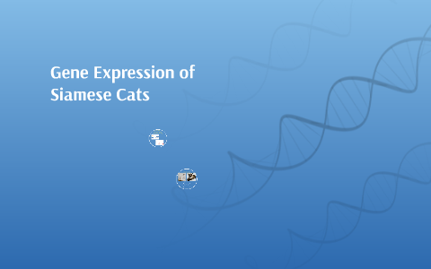 Gene Expression of Siamese Cats by Rebecca Hugh on Prezi