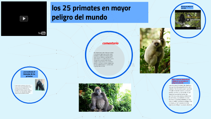 los 25 primates en mayor peligro del mundo by Carlos Castillo