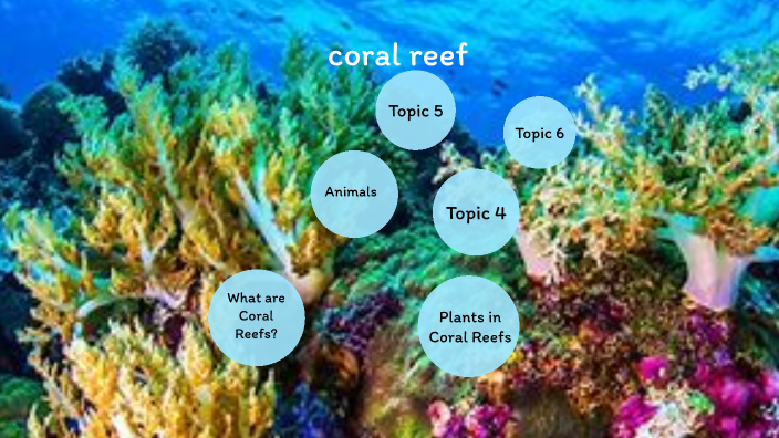 coral reef biome by Raymond Tang