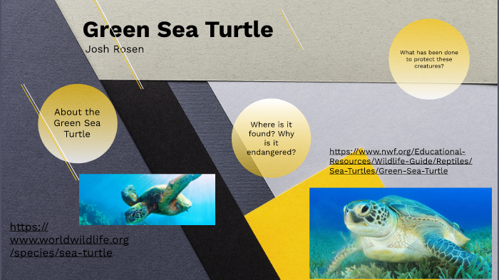 Green Sea Turtle by Josh Rosen on Prezi