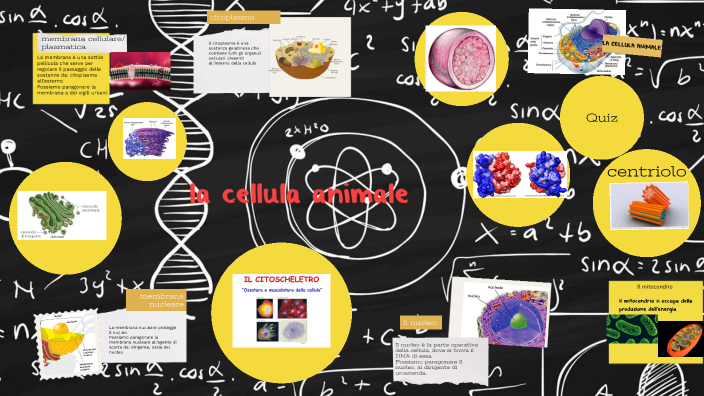 cellula animale by marcello mazzella on Prezi