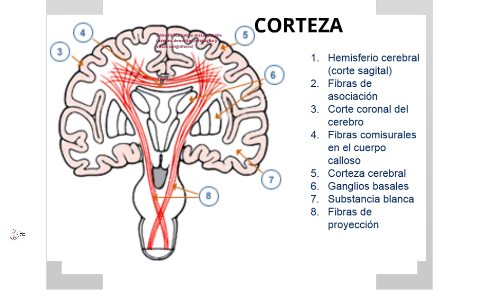 TELENCEFALO by Barbara Castro on Prezi