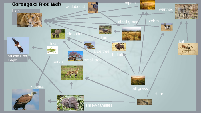 Gorongosa Web by Kelli Woods