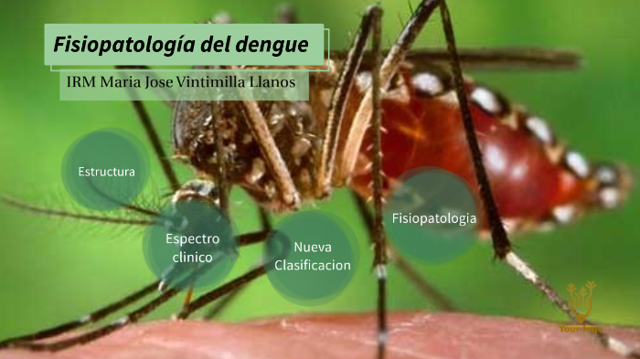 fisiopatologia dengue by Maria Jose Vintimilla Llanos on Prezi