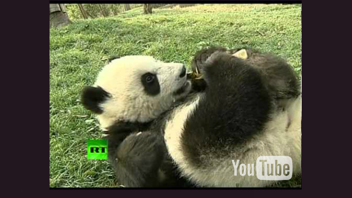 The PANDA Principle by Anne Brown on Prezi