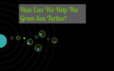 How Can We Help The Green Sea turtles by Sathun Suthakaran on Prezi