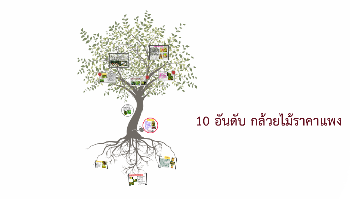 10 อันดับกล้วยไม้ราคาแพง by Nattawadee Changpim on Prezi