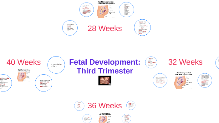 Fetal Development: by Gabby Porter on Prezi