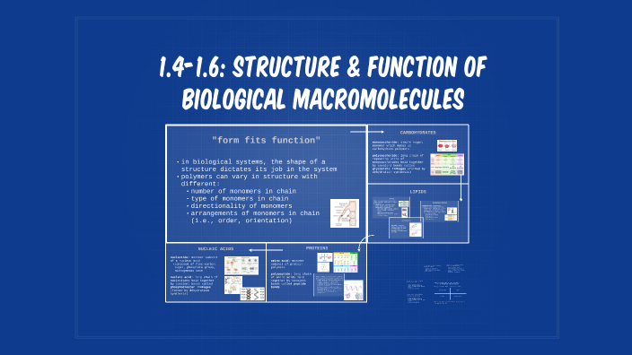 *1.4-1.6: Structure & Function of Biological Macromolecules by Kimberly ...