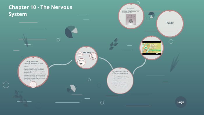 Chapter 10 - The Nervous System by Dillon Meyer on Prezi
