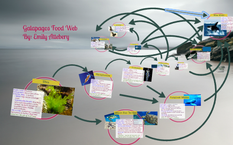 Galapagos Food Web by Emily Attebery on Prezi