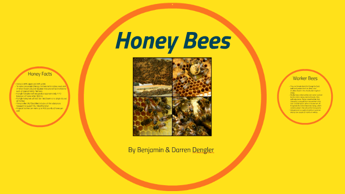 Honey Bees by B D on Prezi
