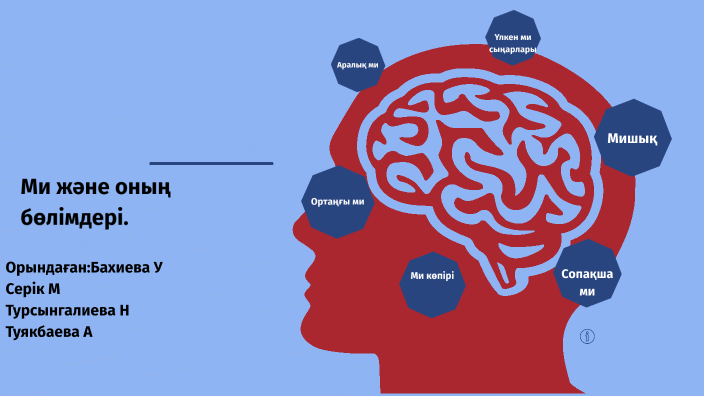 Ми және оның бөлімдері by Улболсын Бахиева on Prezi