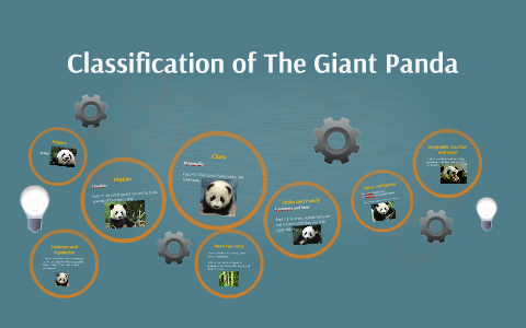 Classification of The Giant Panda by Jack Baker on Prezi