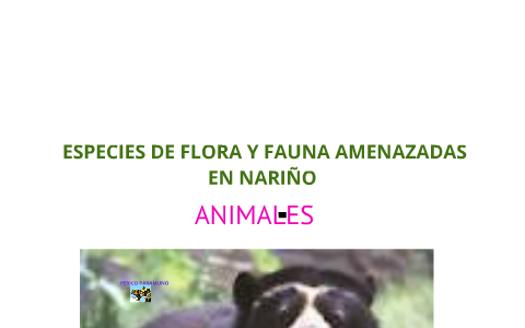 especies de flora y fauna amenazadas en Nariño by juliana perenguez ...