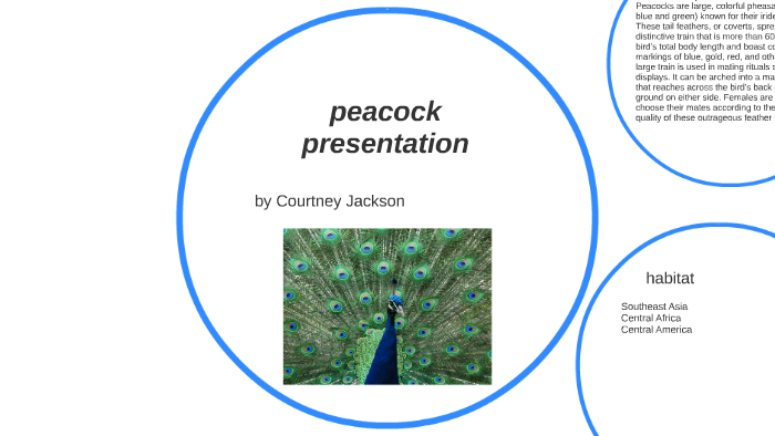 peacock presentation by Courtney Jackson by courtney jackson on Prezi