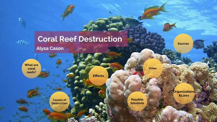 Coral Reef Destruction by alysa cason on Prezi