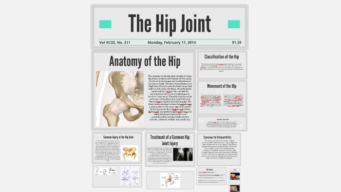 Hip Joint Anatomy: Overview, Gross Anatomy