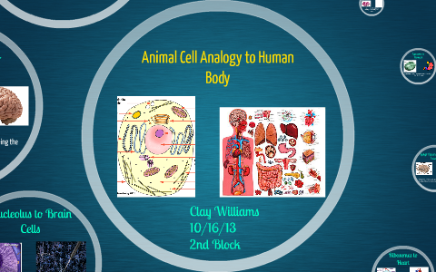 Animal Cell Analogy To Human Body By Clay Williams