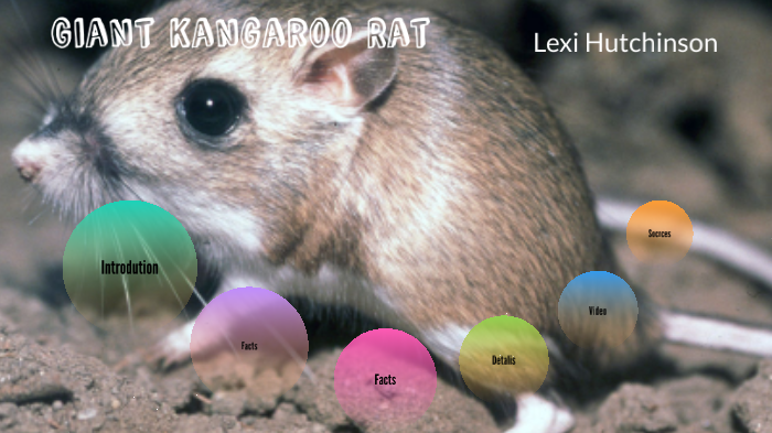 An Encounter with the Giant Kangaroo Rat