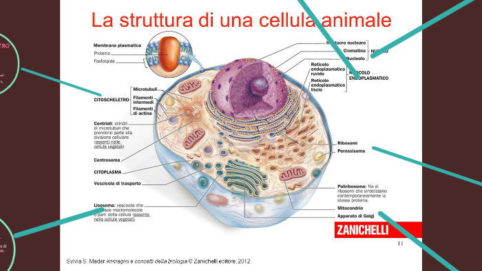 vescicole nella cellula animale