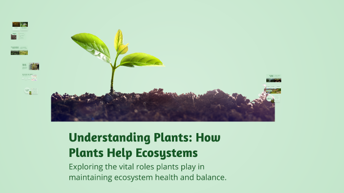 Understanding Plants: How Plants Help Ecosystems by sarah ieno on Prezi