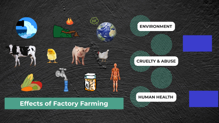 effects-of-factory-farming-by-madeline-richling