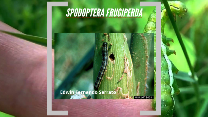 SPODOPTERA FRUGIPERDA by on Prezi