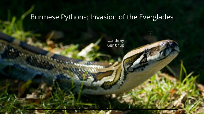 Burmese Python Invasive Species By Lindsay Gentrup