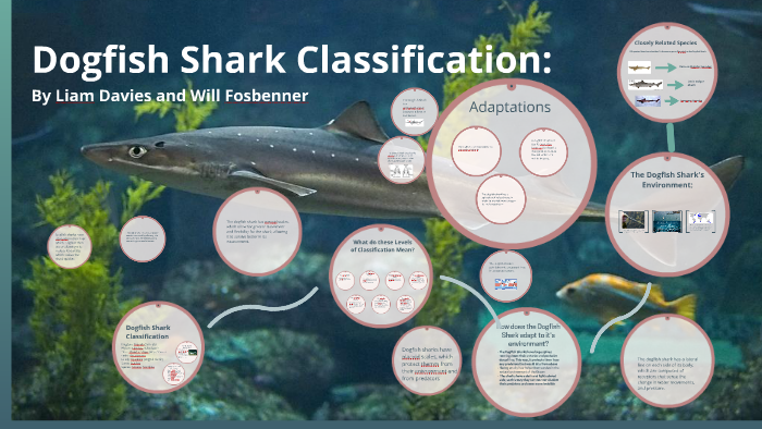 what classification is the shark