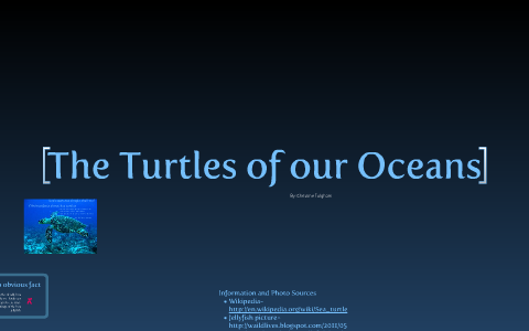 Human's Impact on Sea Turtles by Christine Fulgham