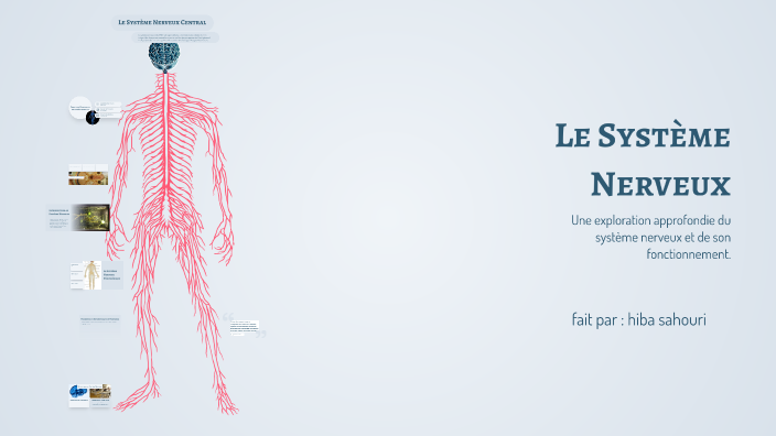 Le Système Nerveux by HOUDA sahouri on Prezi
