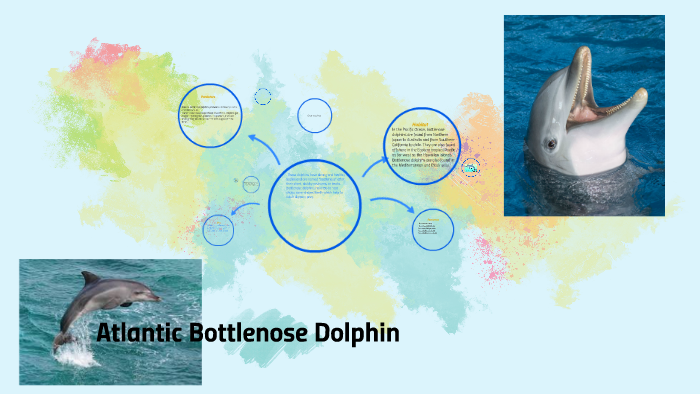 Atlantic Bottlenose Dolphin by Jaisa T. on Prezi