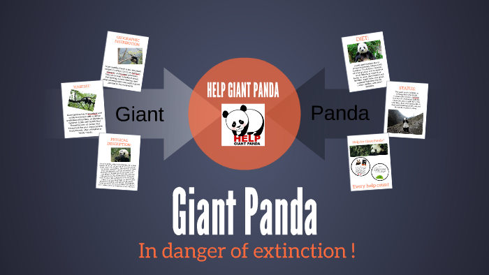 Giant Panda - In danger of extinction ! by Karolina Marcinkiewicz