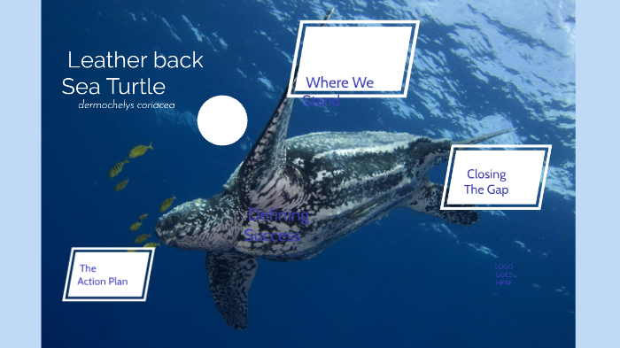 Leatherback Sea Turtles by Elise Kuzniak on Prezi