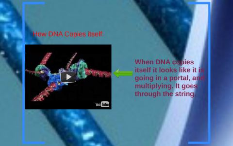 How Dna Copy How DNA Copies itself: by Esteban Gonzalez on Prezi