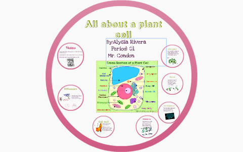 All about animal cells by Alysia Rivera on Prezi
